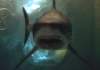 deep060.jpg